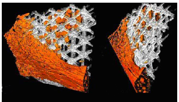 Analysis of 3D Bone Ingrowth into Polymer Scaffolds via Micro Computed Tomography Imaging